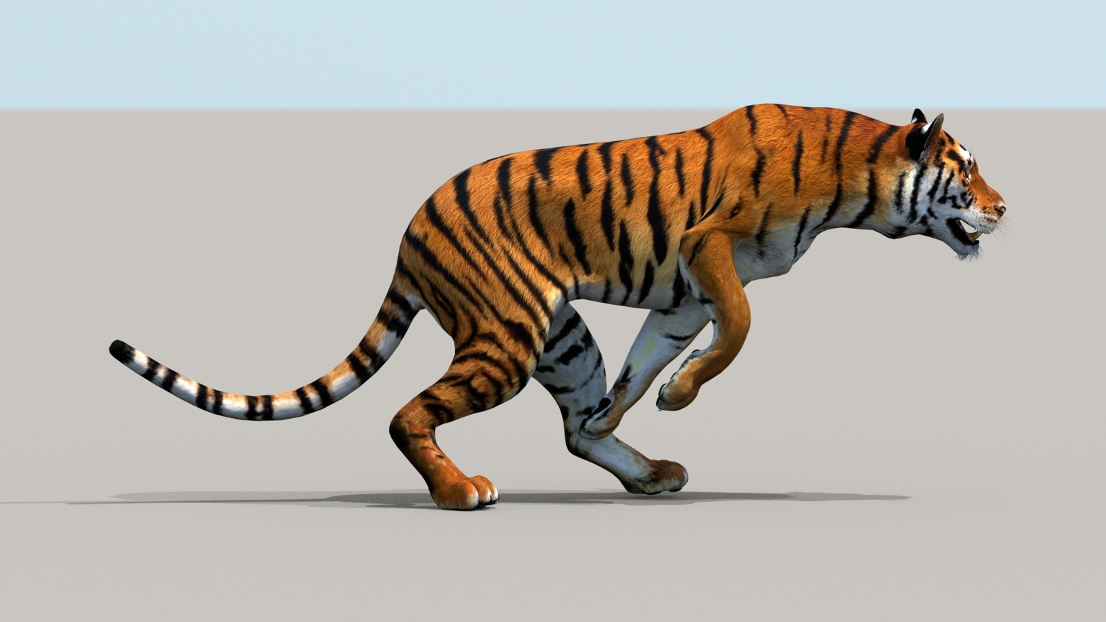Tiger 3D Model Animated 360° view 3 frame 10