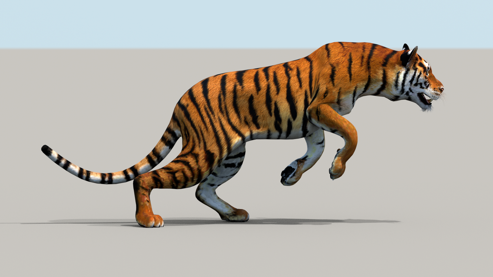 Tiger 3D Model Animated 360° view 3 frame 11