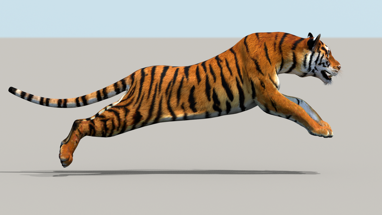 Tiger 3D Model Animated 360° view 3 frame 14