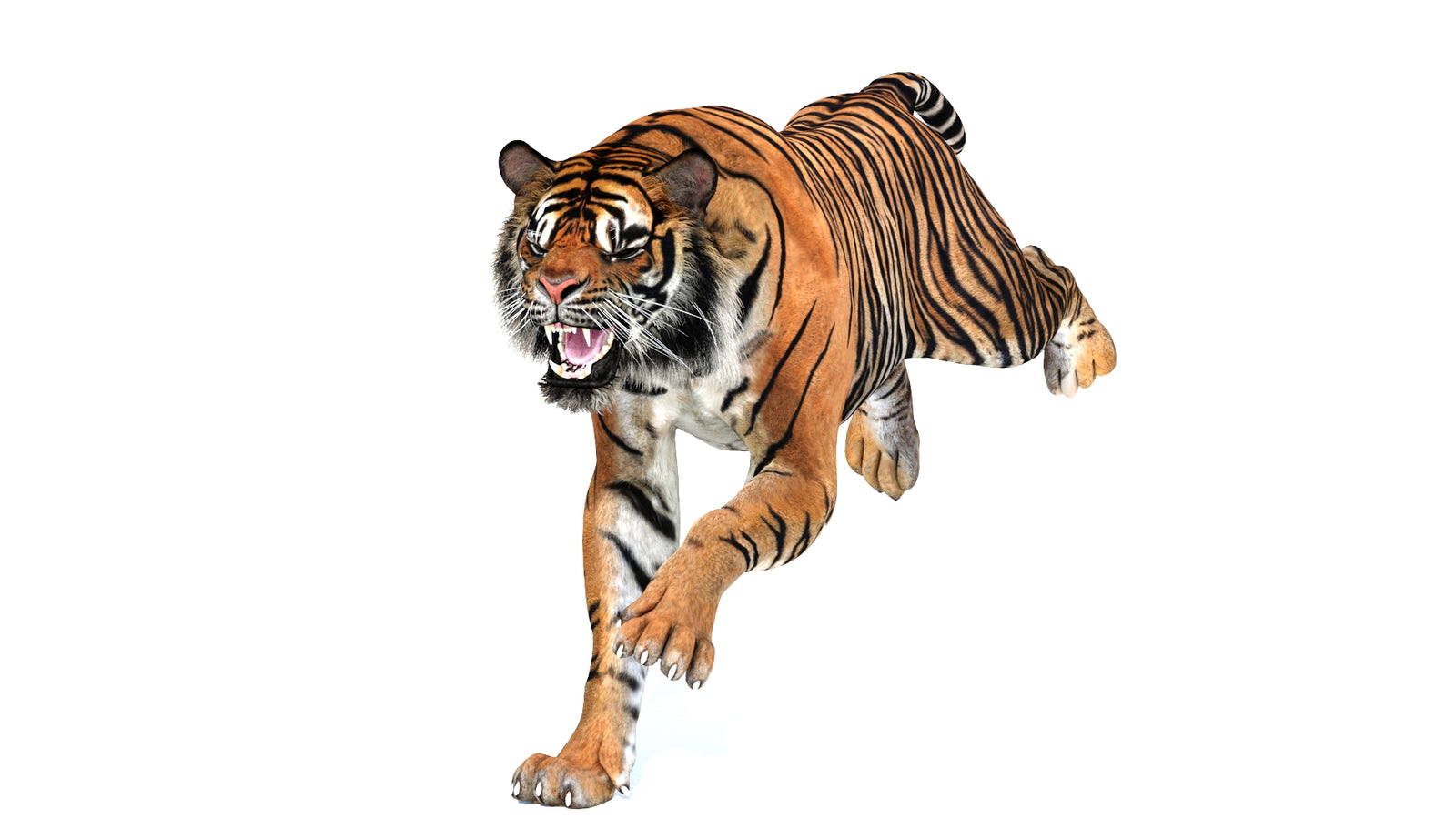 Animated Tiger 3D Model 360° view 3 frame 3