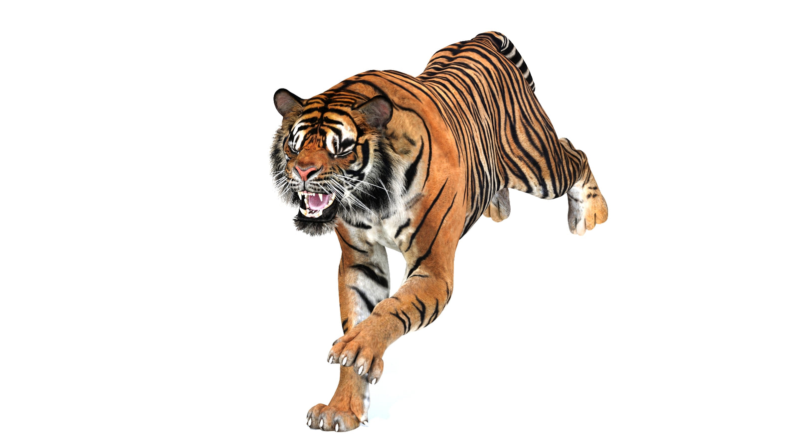 Animated Tiger 3D Model 360° view 3 frame 5