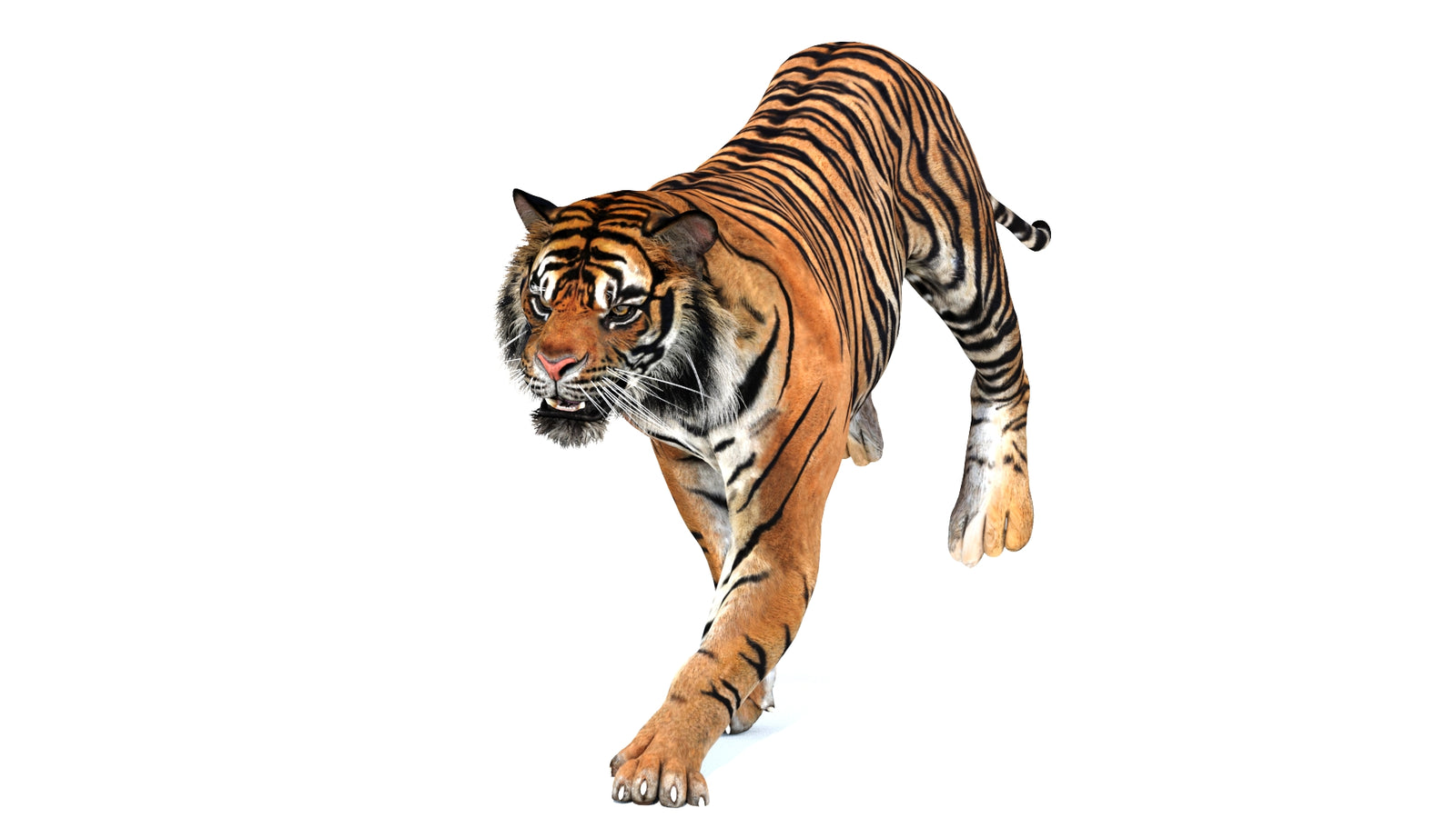 Animated Tiger 3D Model 360° view 3 frame 11