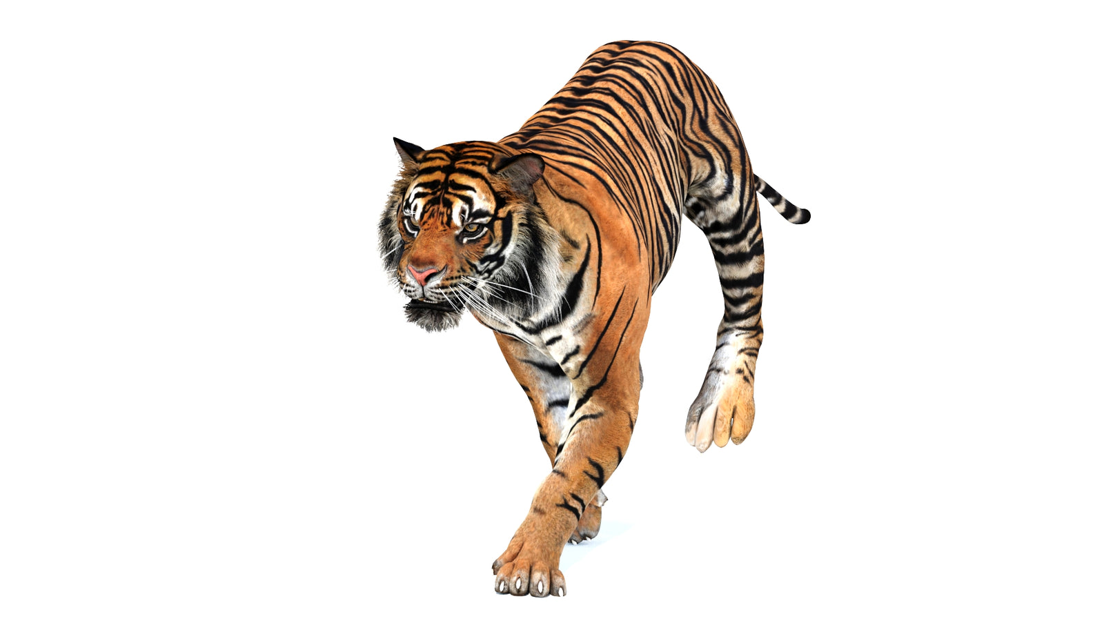Animated Tiger 3D Model 360° view 3 frame 13