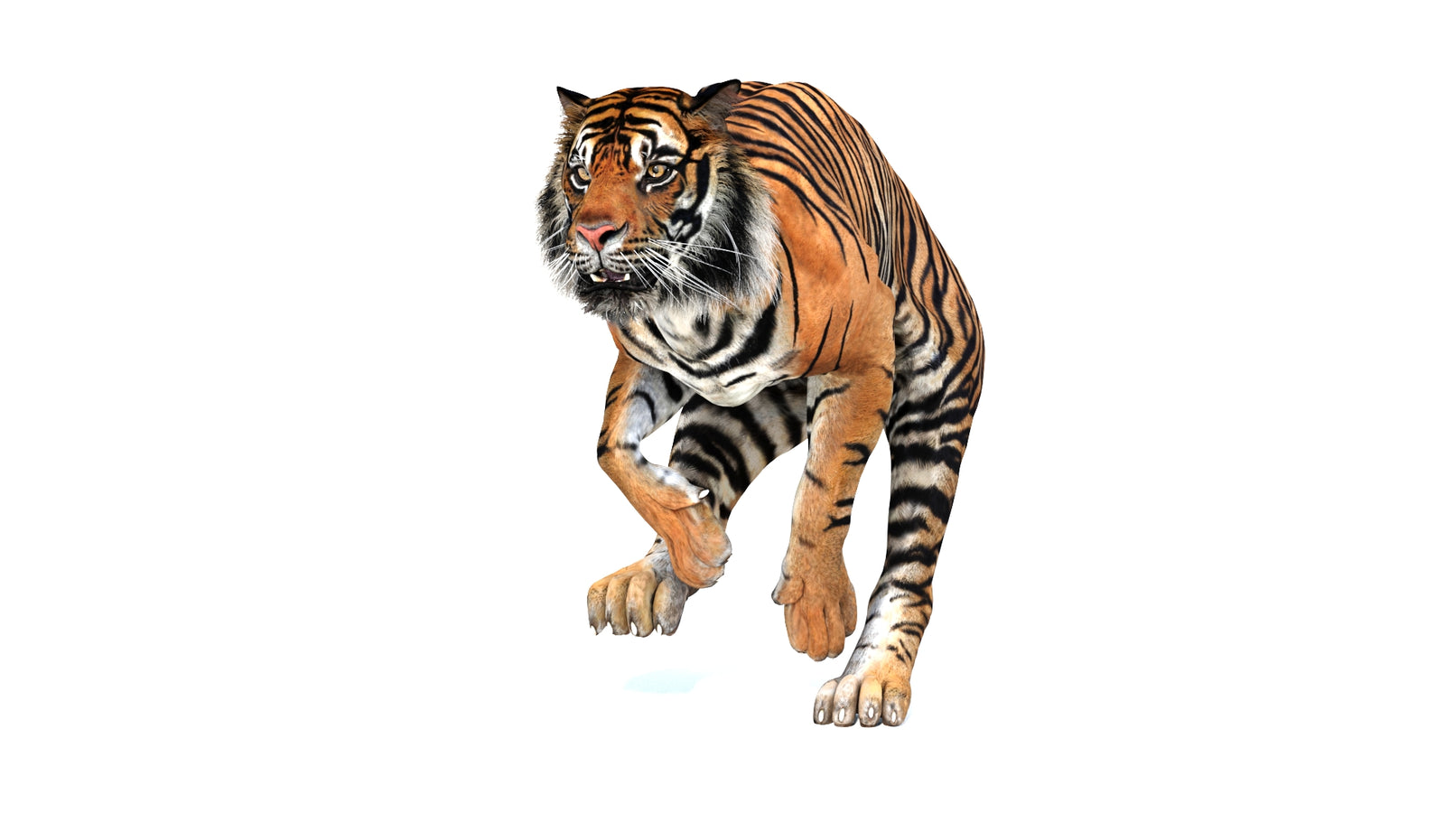 Animated Tiger 3D Model 360° view 3 frame 23