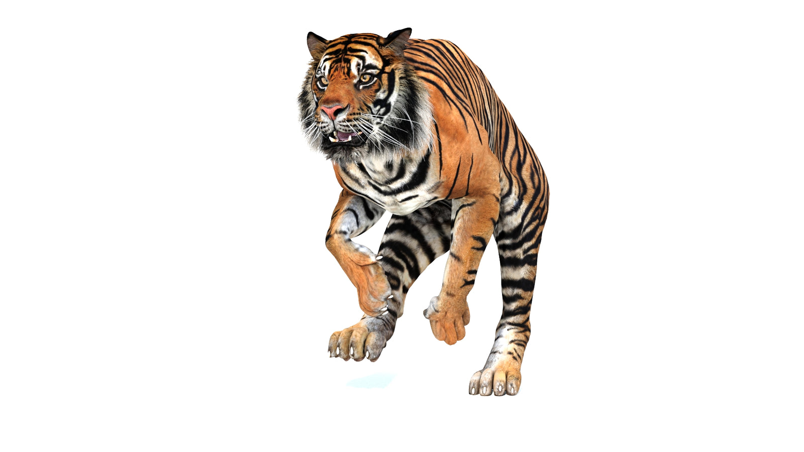 Animated Tiger 3D Model 360° view 3 frame 25