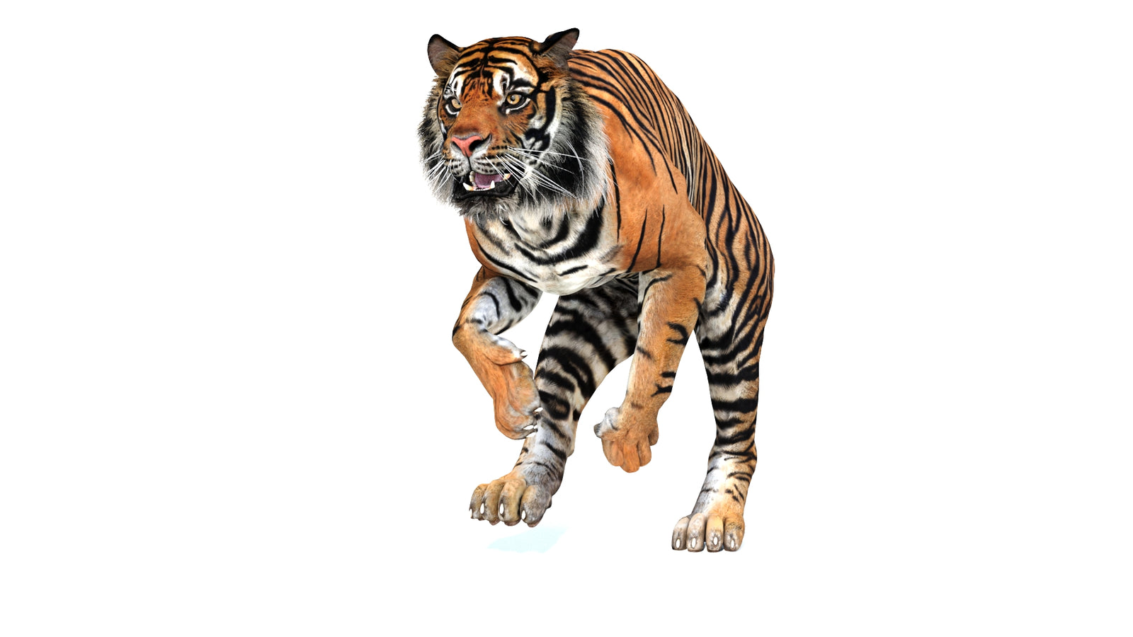 Animated Tiger 3D Model 360° view 3 frame 26