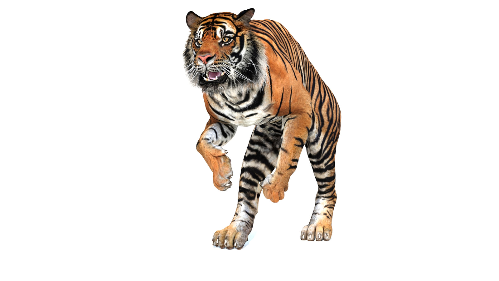 Animated Tiger 3D Model 360° view 3 frame 27