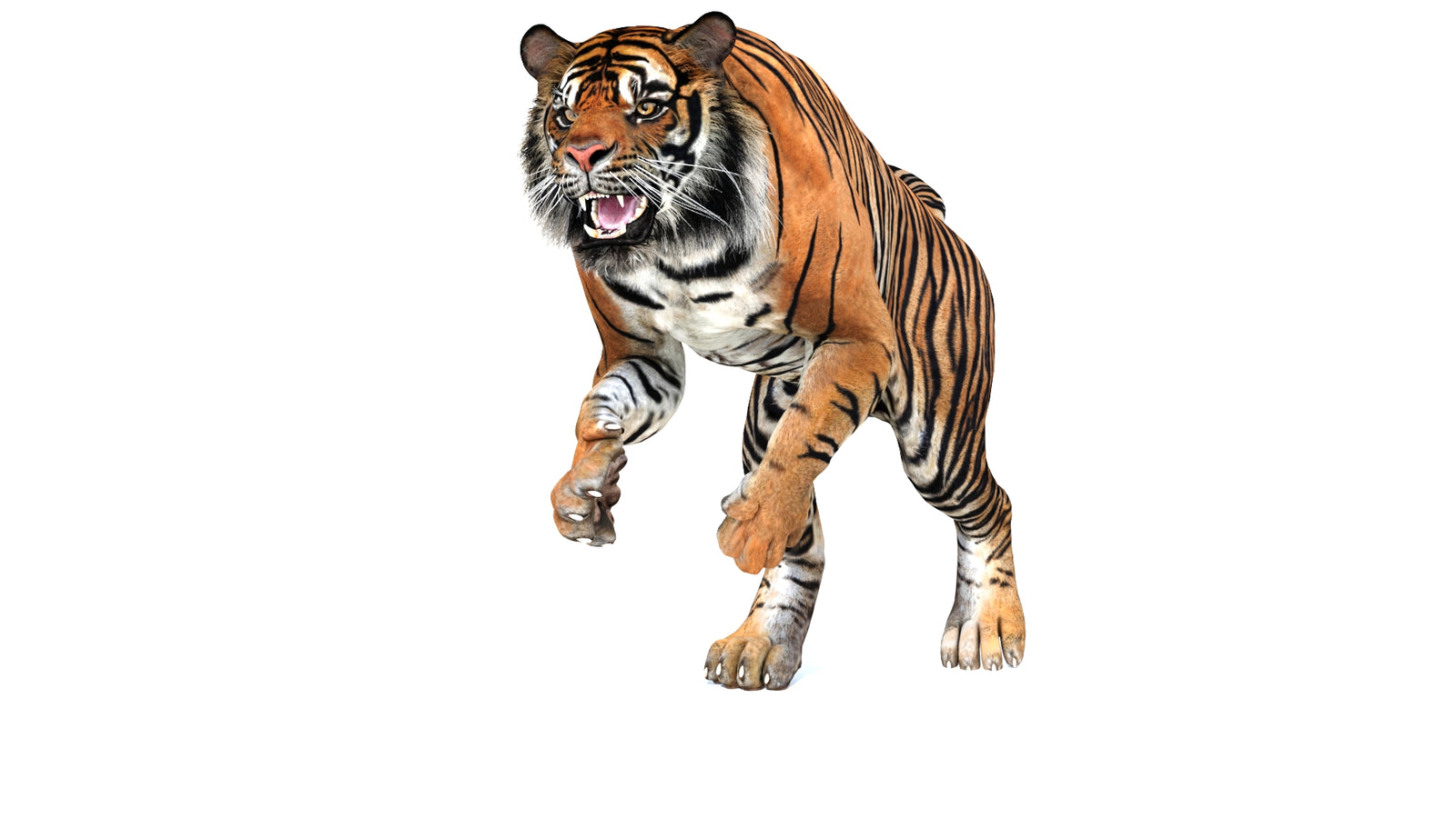 Animated Tiger 3D Model 360° view 3 frame 32