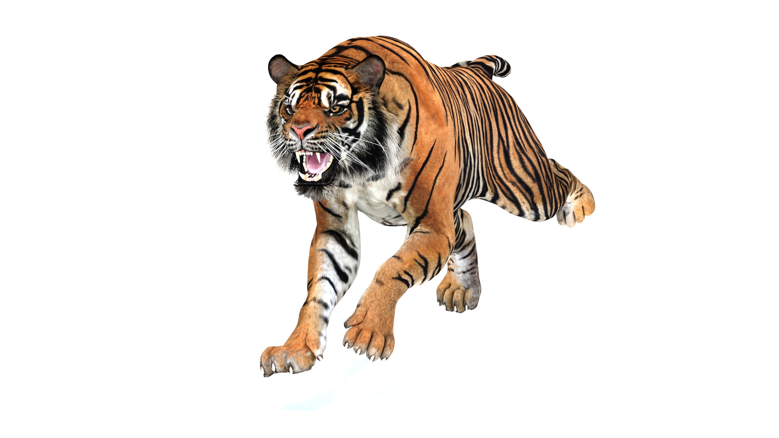 Animated Tiger 3D Model 360° view 3 frame 40