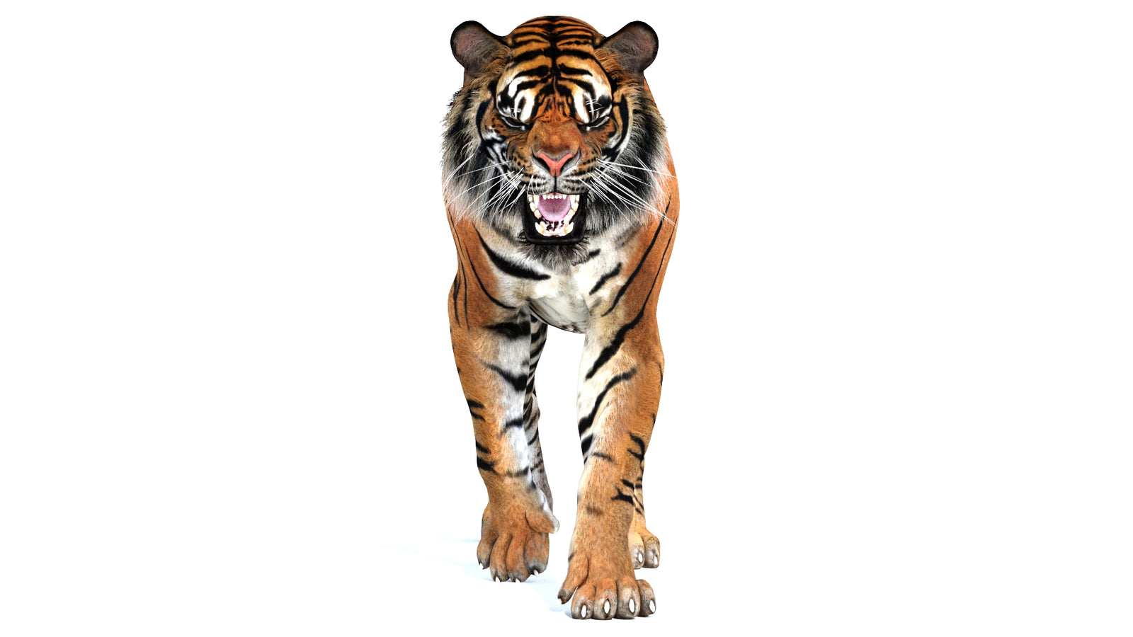 Animated Tiger 3D Model 360° view 2 frame 3