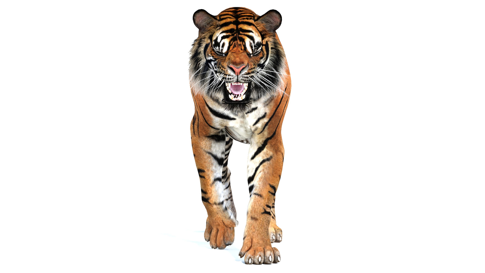Animated Tiger 3D Model 360° view 2 frame 4