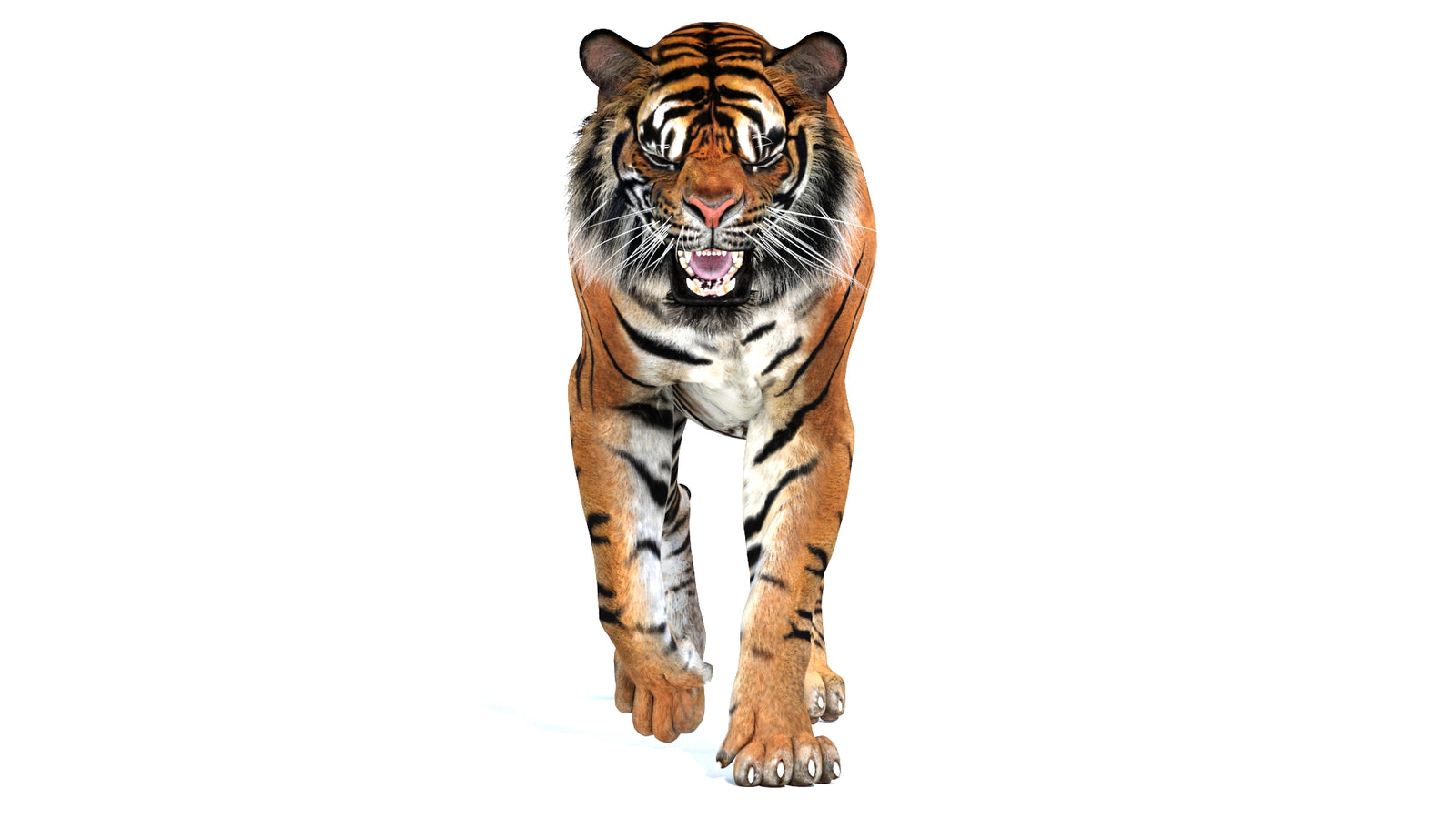 Animated Tiger 3D Model 360° view 2 frame 6
