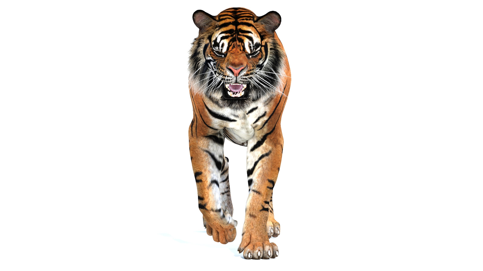 Animated Tiger 3D Model 360° view 2 frame 7