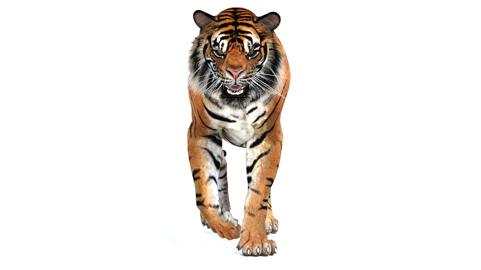 Animated Tiger 3D Model 360° view 2 frame 9
