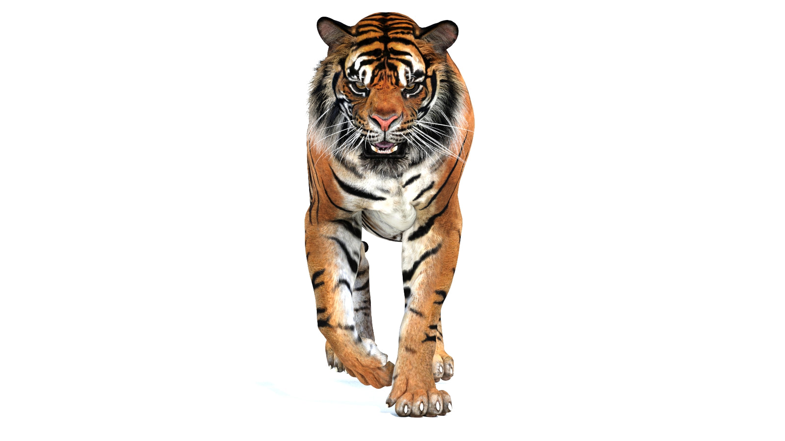 Animated Tiger 3D Model 360° view 2 frame 10