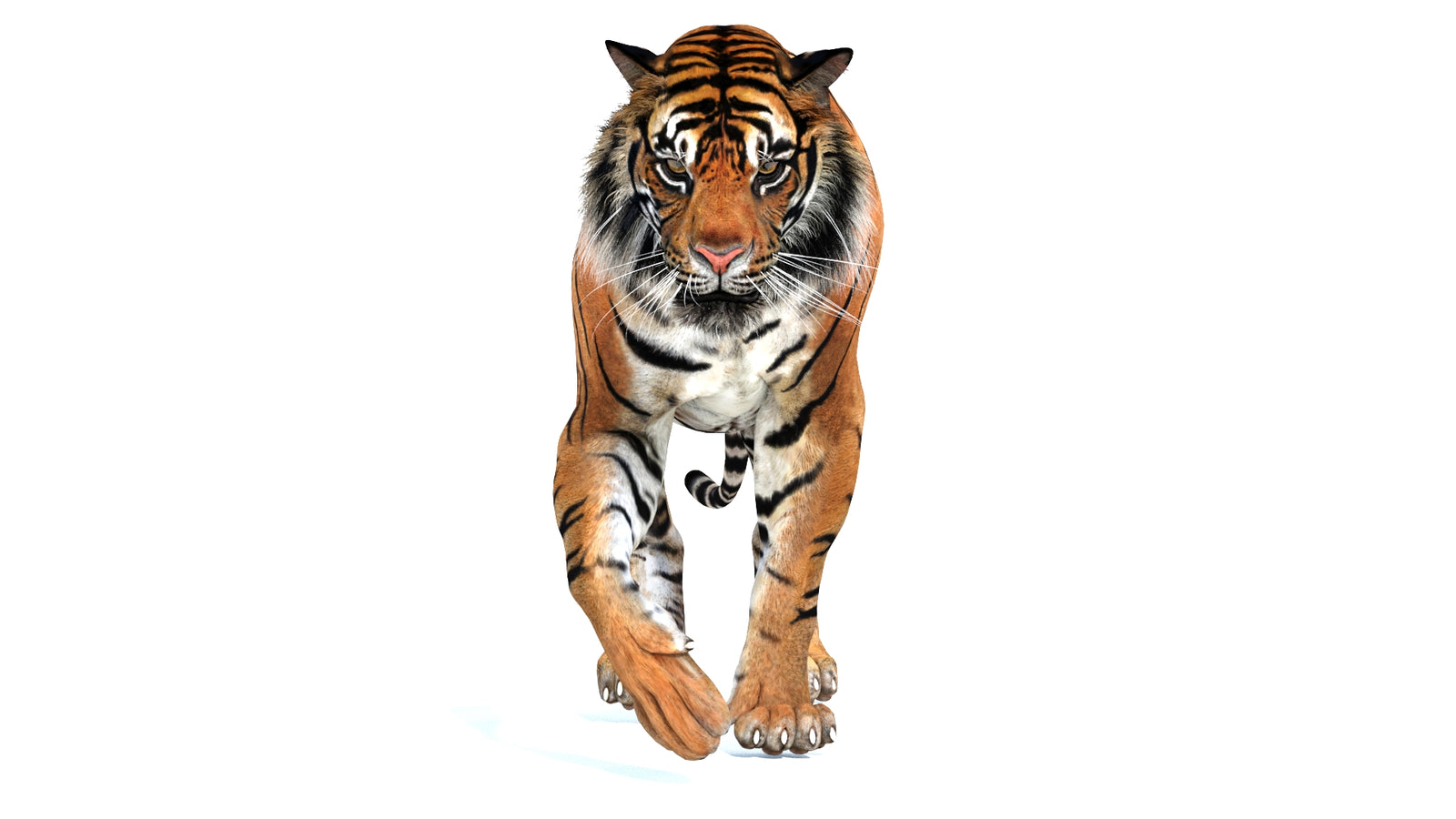 Animated Tiger 3D Model 360° view 2 frame 16