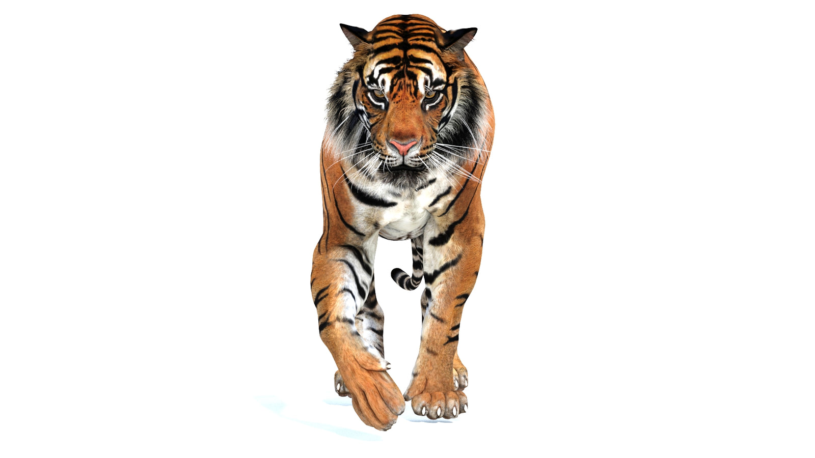Animated Tiger 3D Model 360° view 2 frame 17