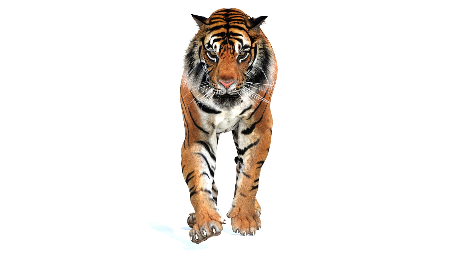 Animated Tiger 3D Model 360° view 2 frame 20