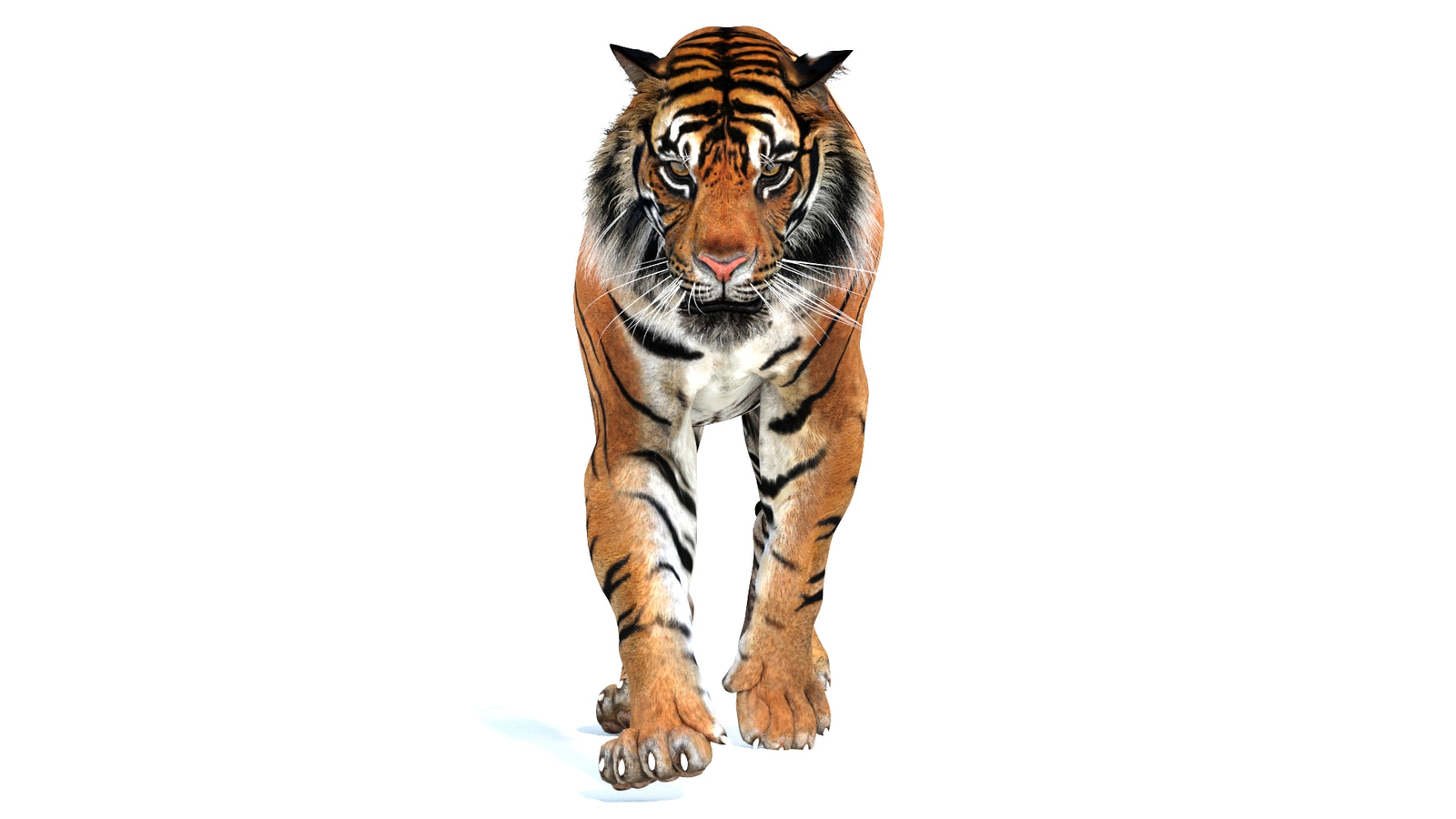 Animated Tiger 3D Model 360° view 2 frame 21