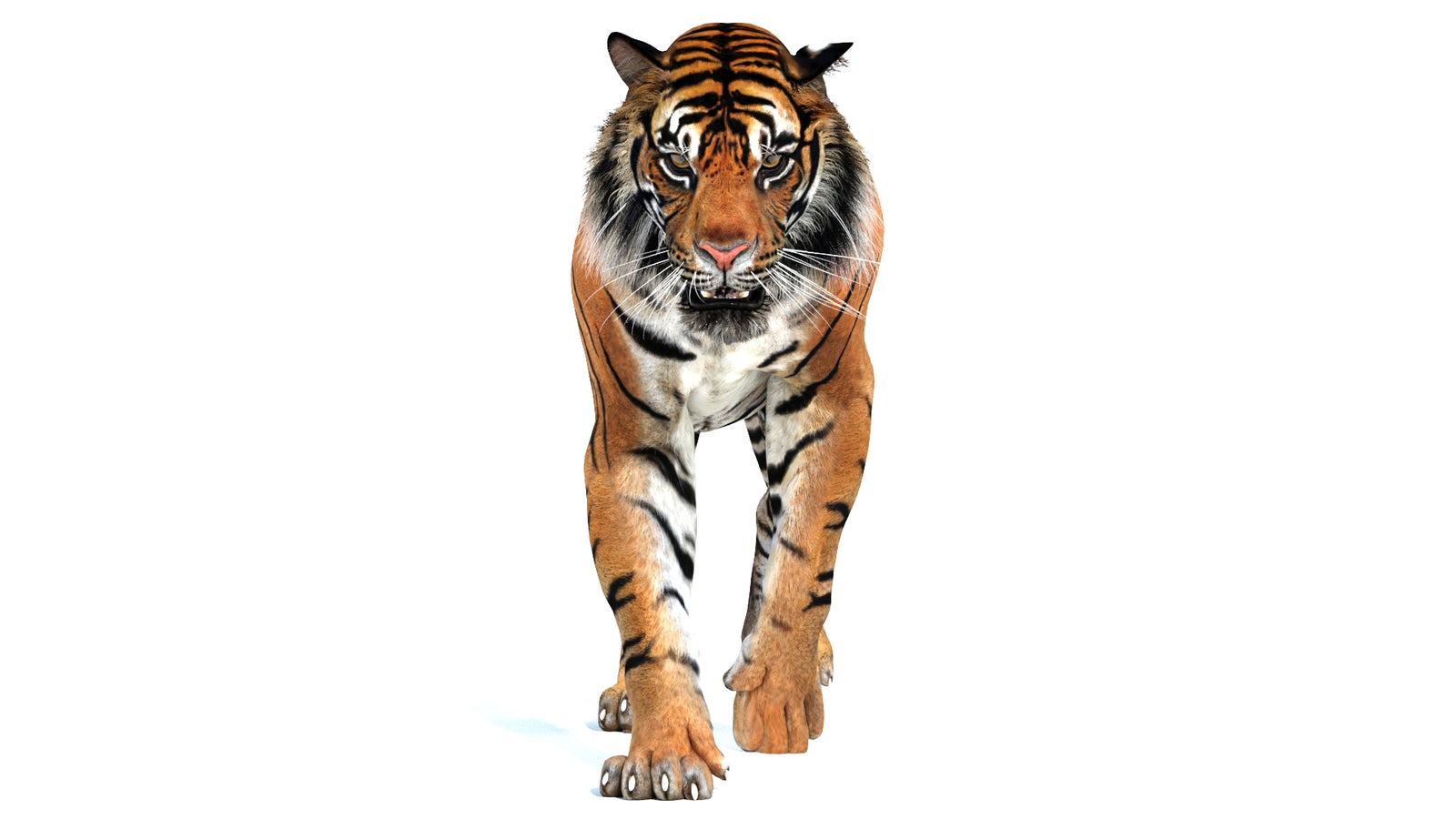 Animated Tiger 3D Model 360° view 2 frame 24