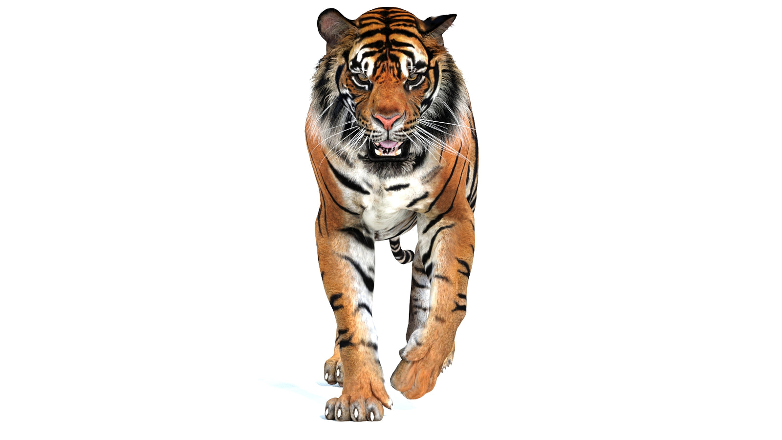 Animated Tiger 3D Model 360° view 2 frame 29