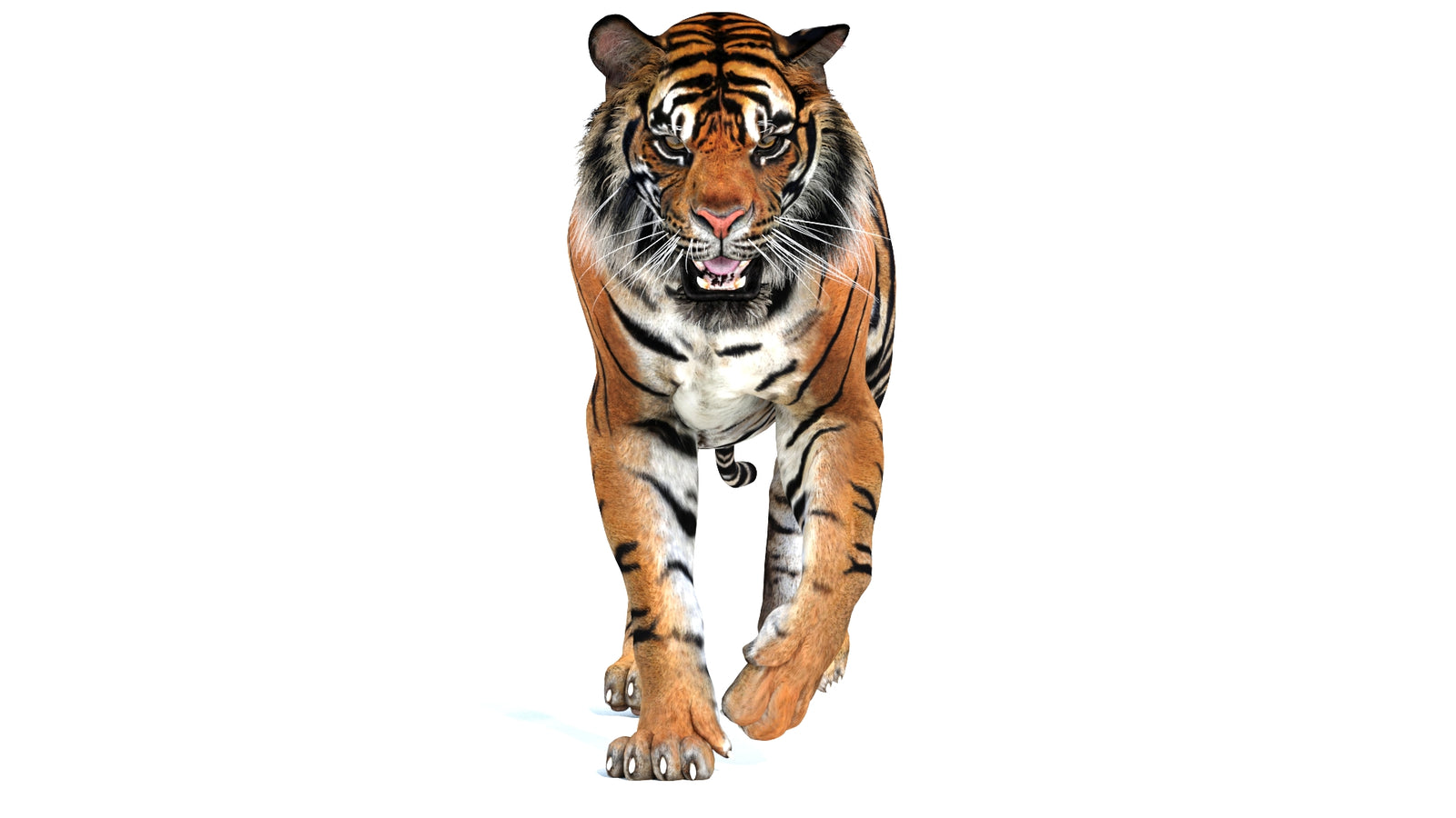 Animated Tiger 3D Model 360° view 2 frame 30