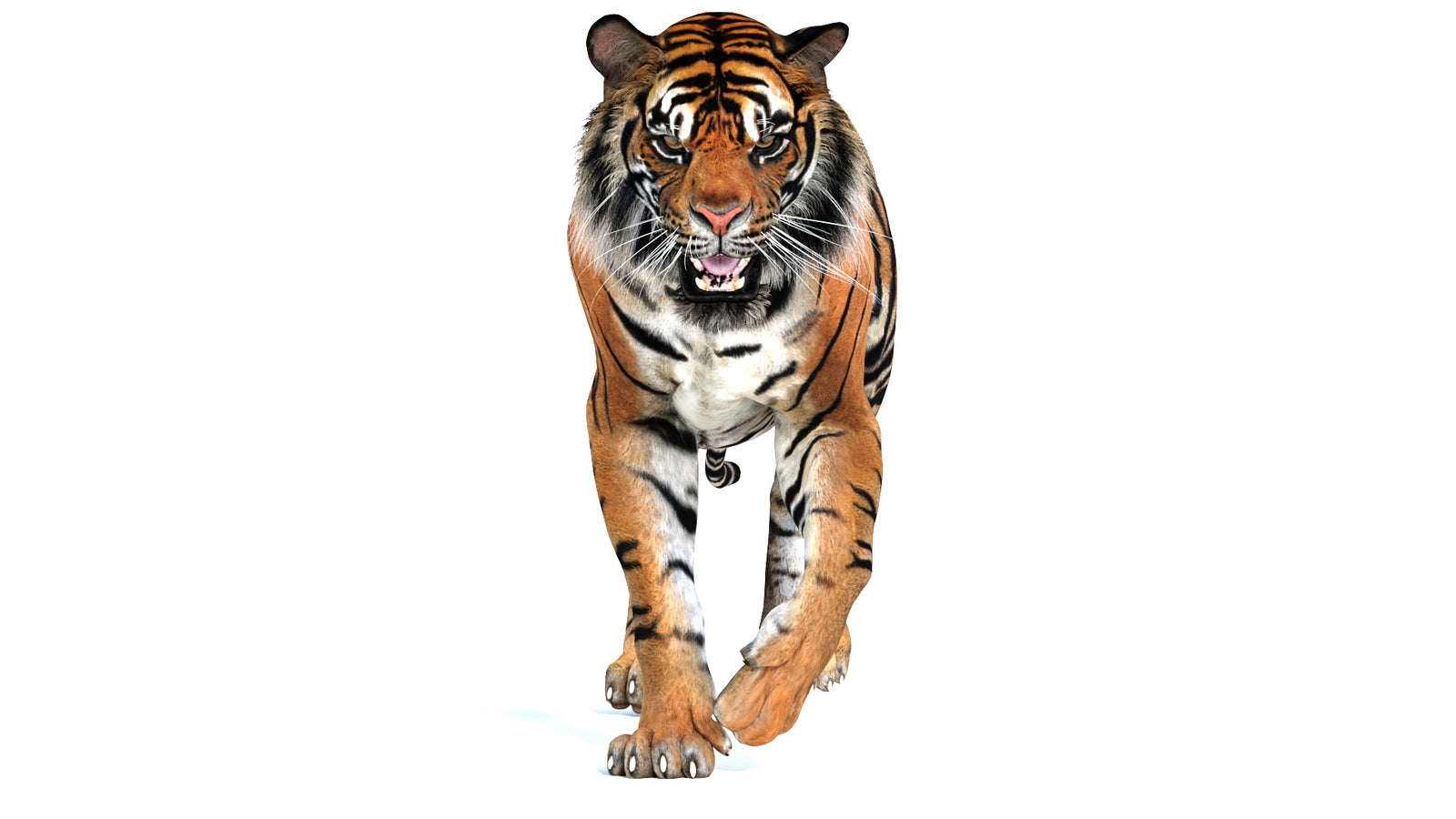 Animated Tiger 3D Model 360° view 2 frame 31