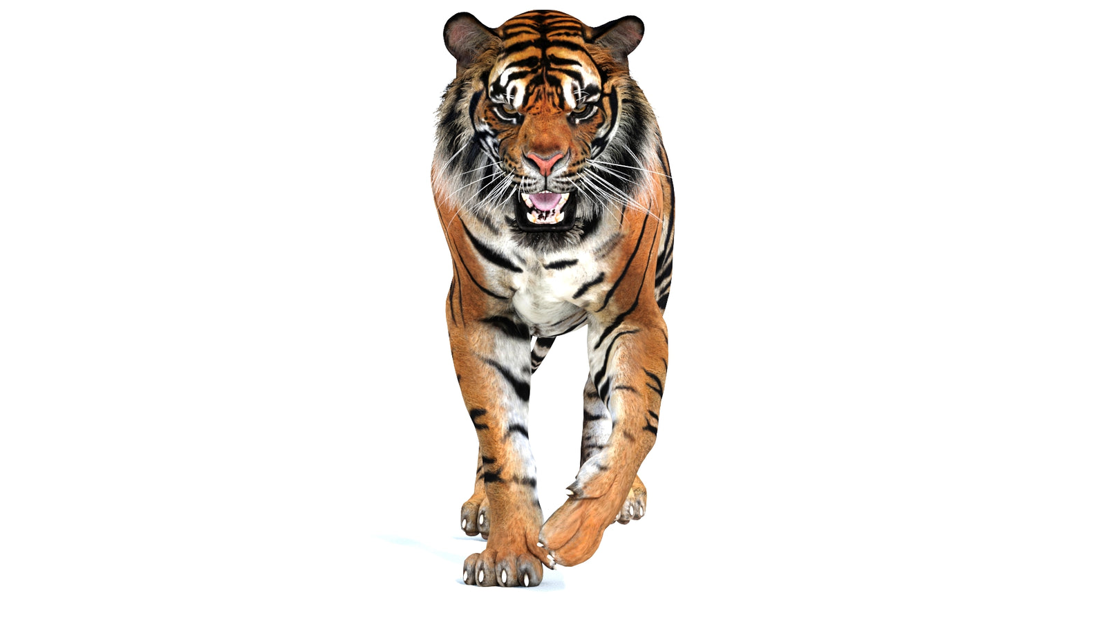Animated Tiger 3D Model 360° view 2 frame 33
