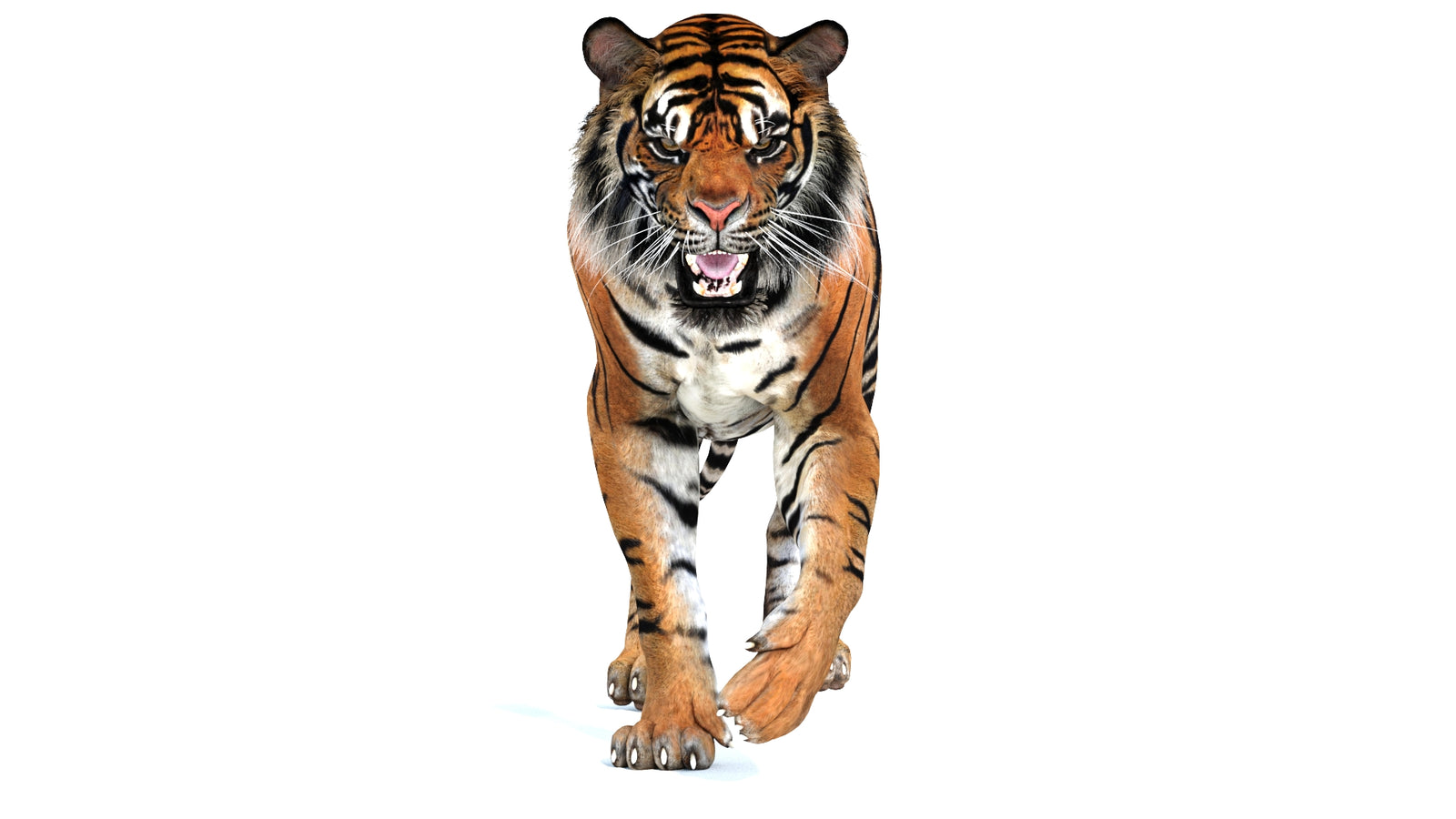 Animated Tiger 3D Model 360° view 2 frame 34
