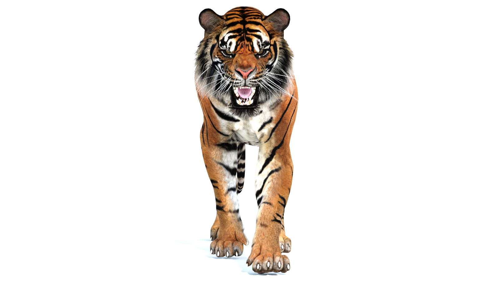 Animated Tiger 3D Model 360° view 2 frame 40