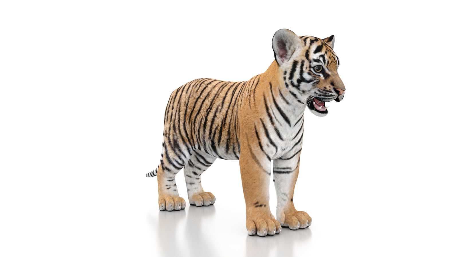 Tiger Cub 3D Model 360° view 1 frame 4