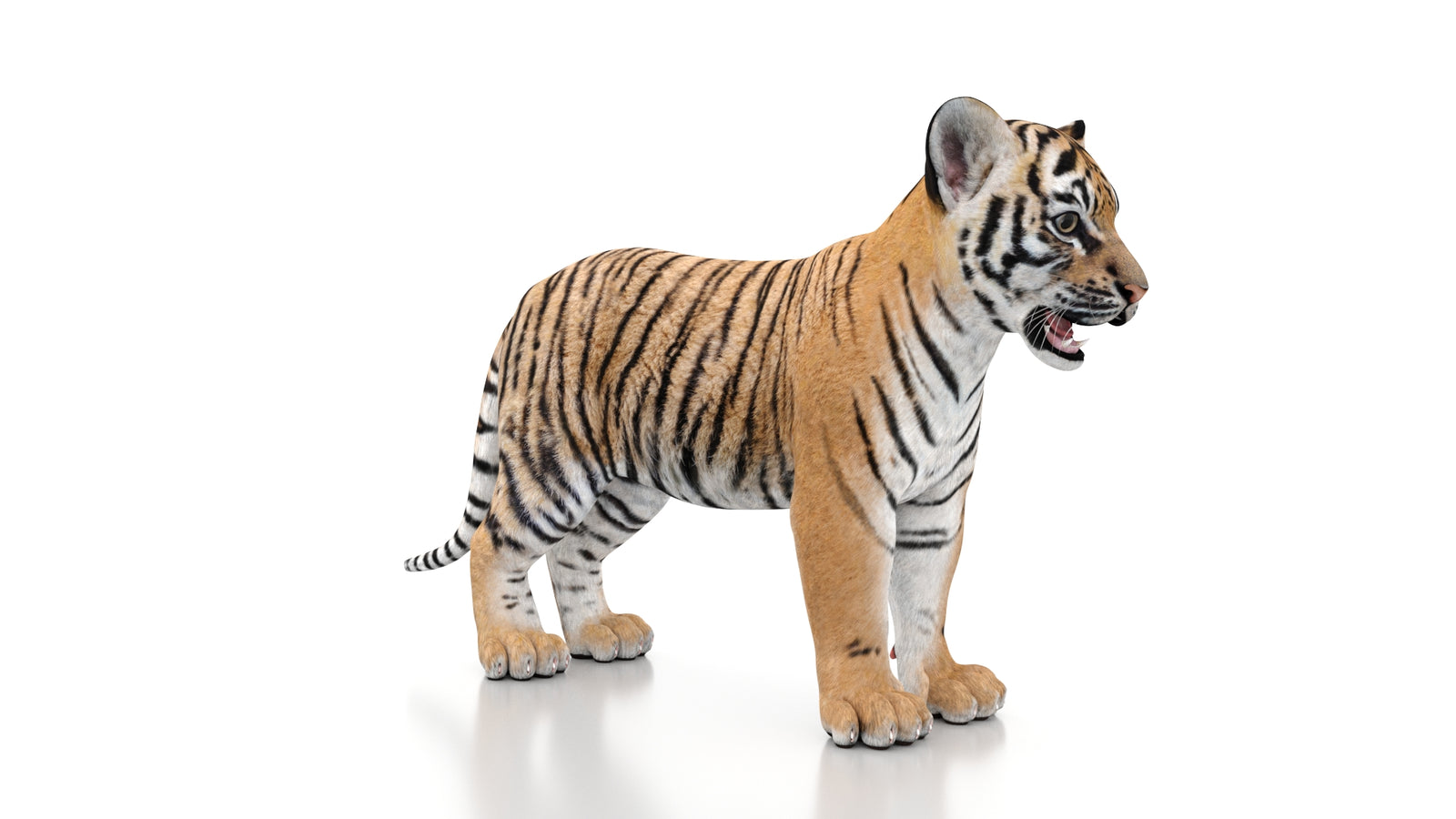 Tiger Cub 3D Model 360° view 1 frame 5