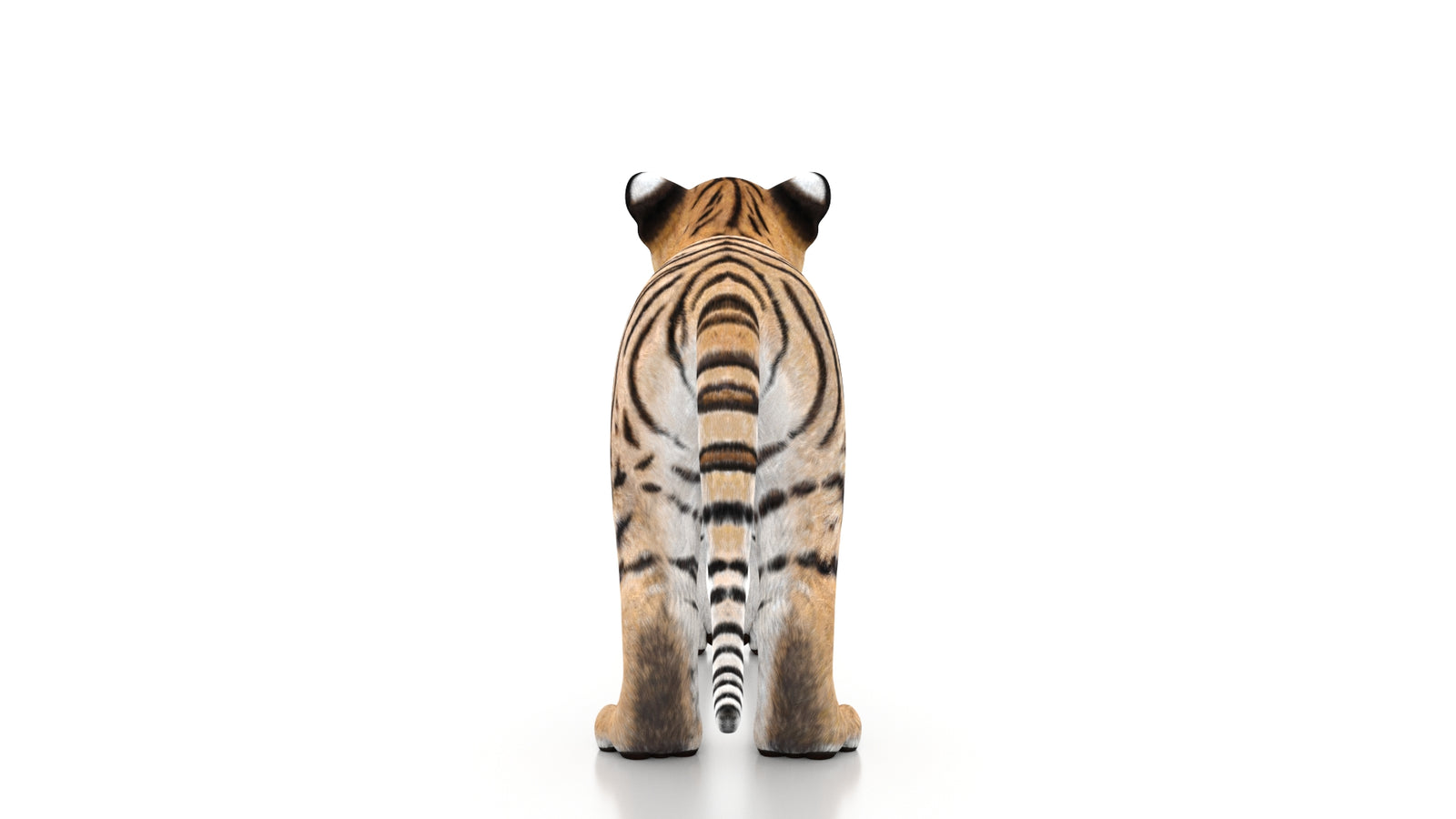 Tiger Cub 3D Model 360° view 1 frame 18