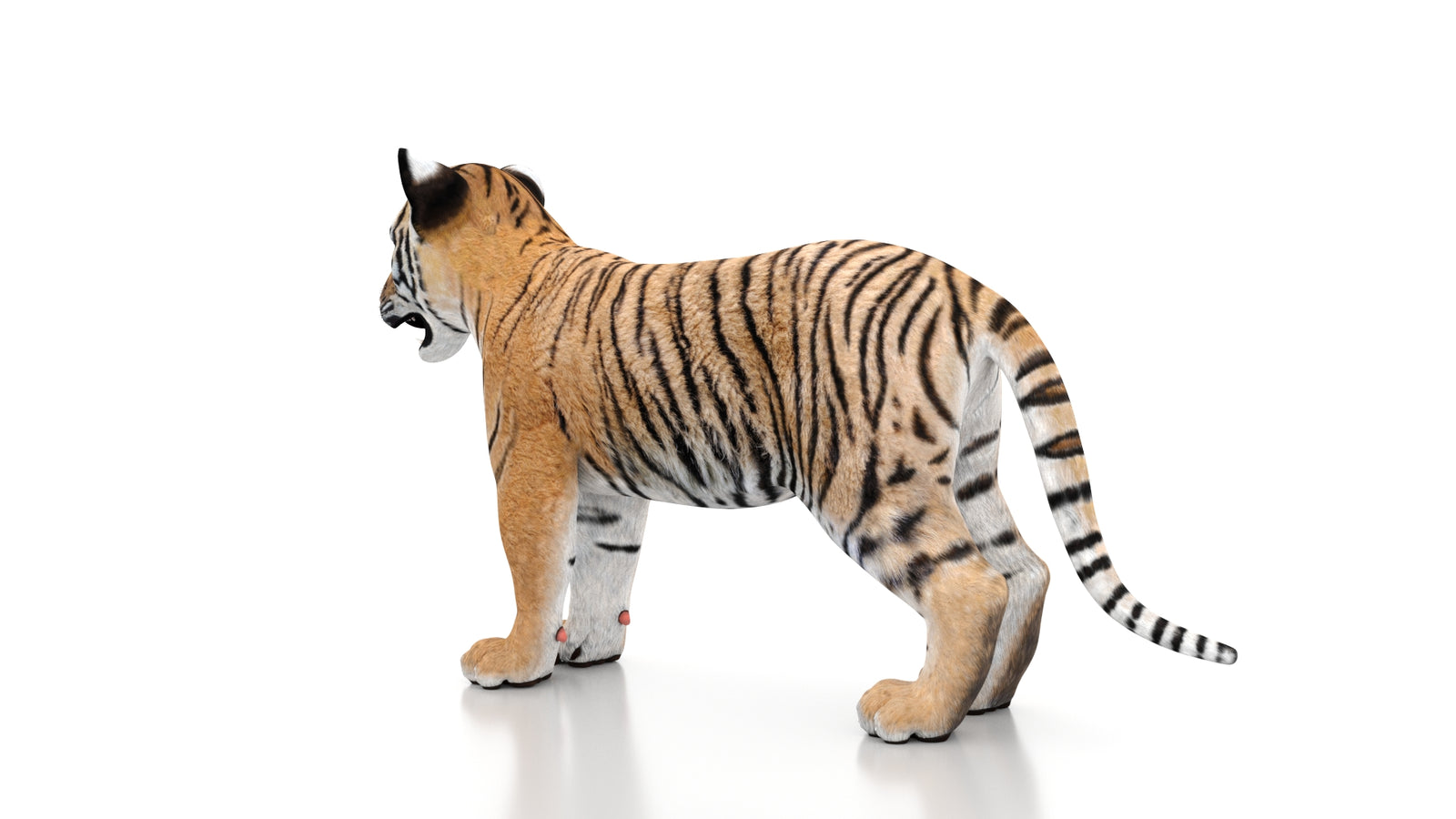 Tiger Cub 3D Model 360° view 1 frame 24