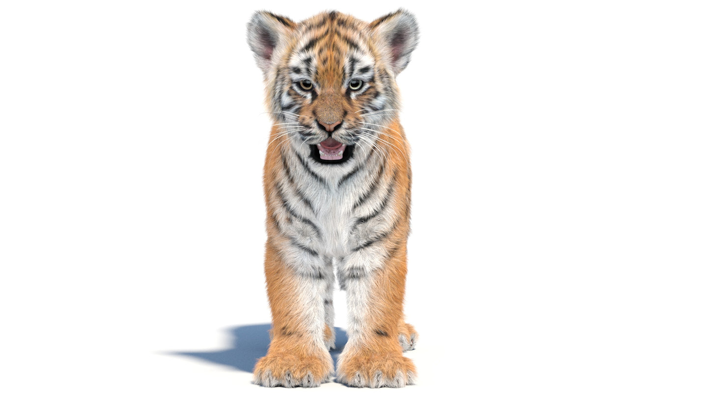 Tiger Cub 3D Model with Groomed Hair