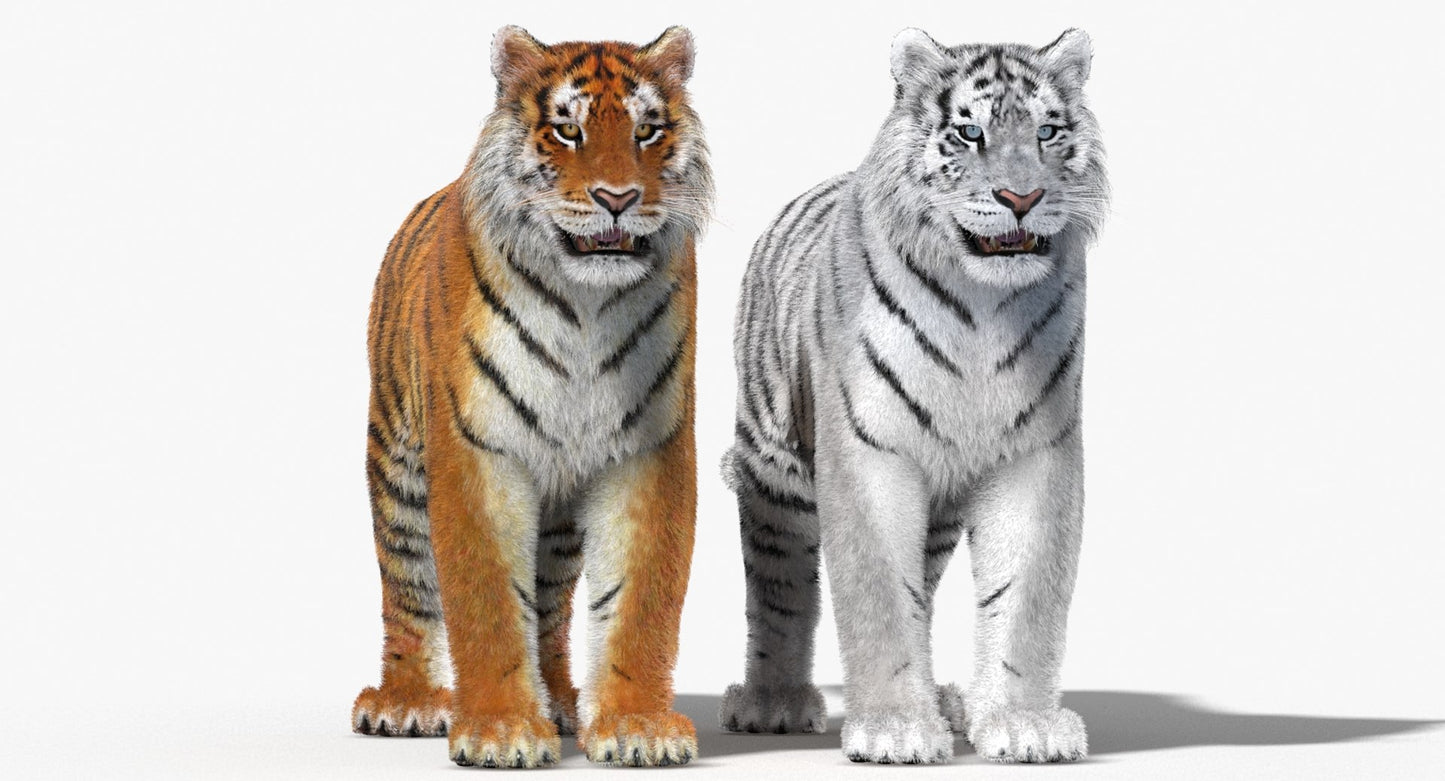 Tiger Amur Fur Two Color 3D Model