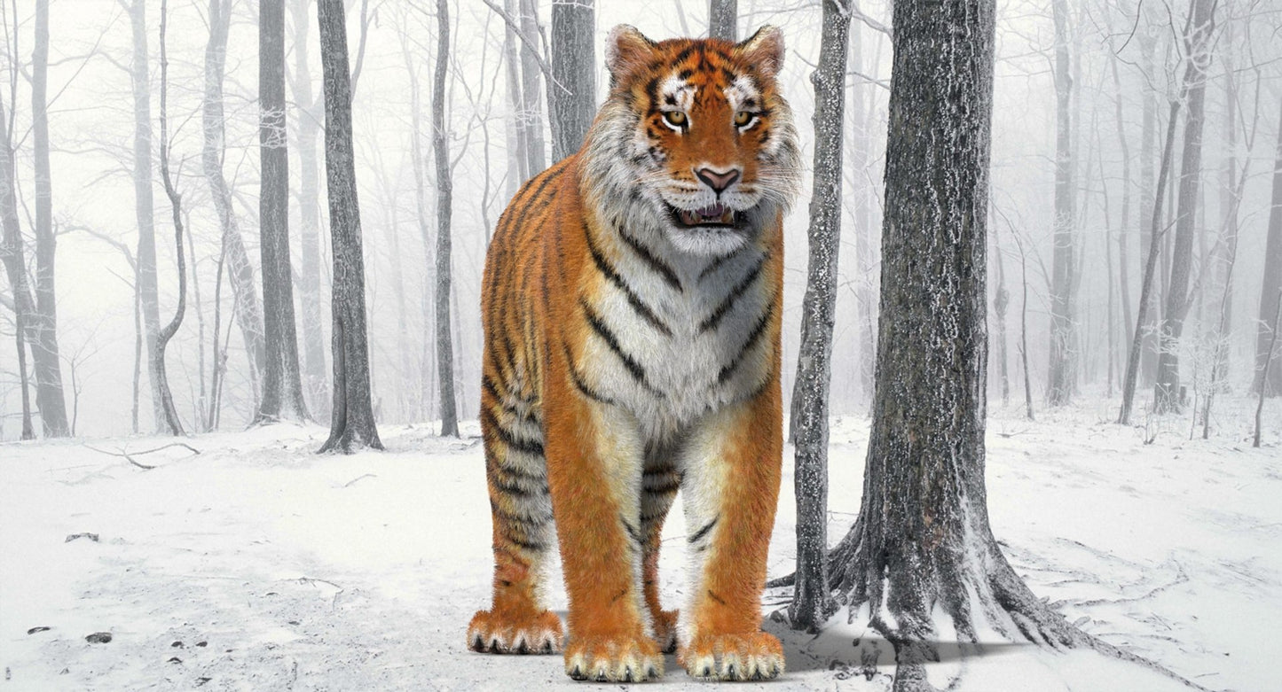 Tiger Amur Fur Two Color 3D Model