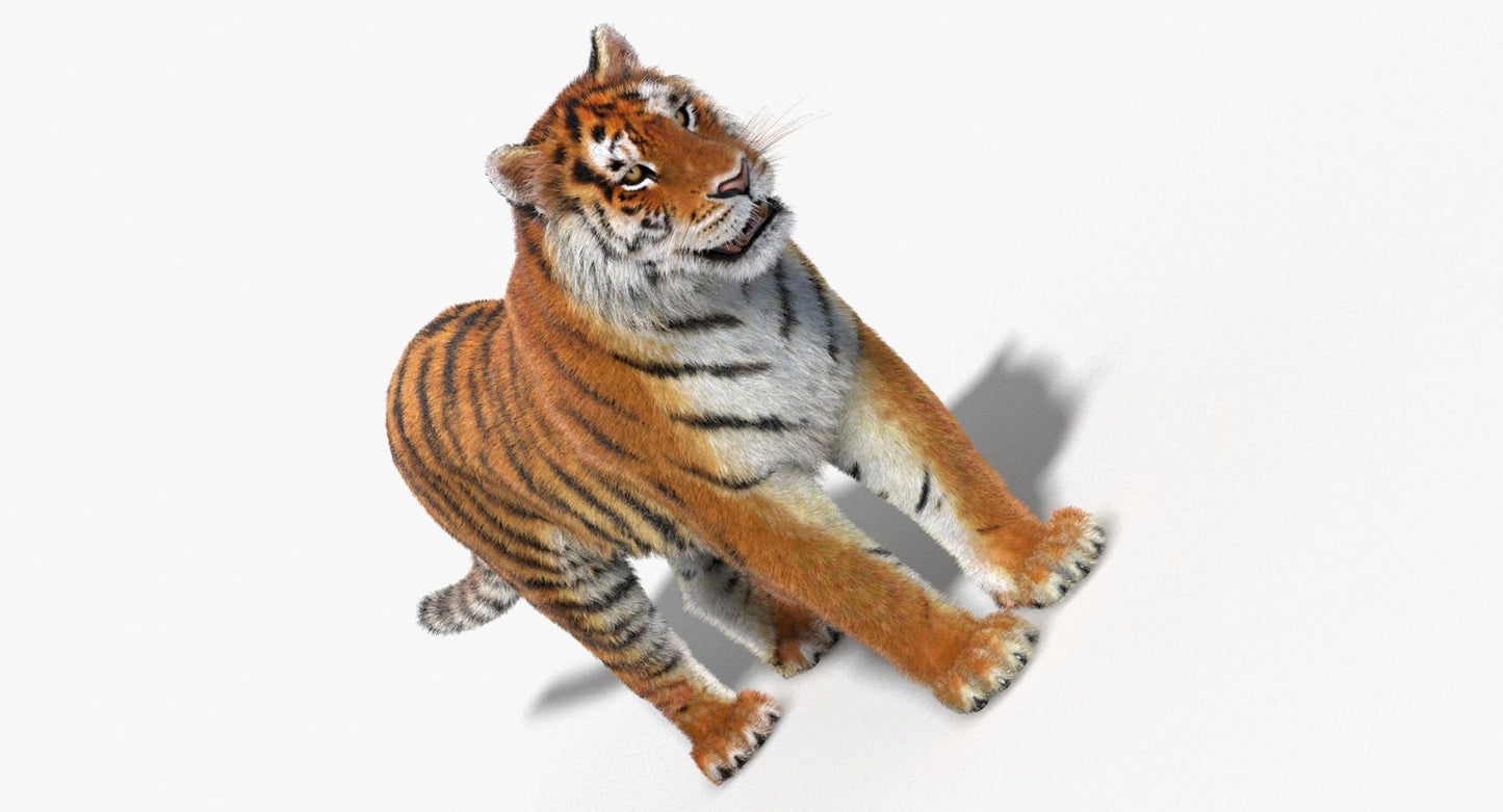 Tiger Amur Fur Two Color 3D Model