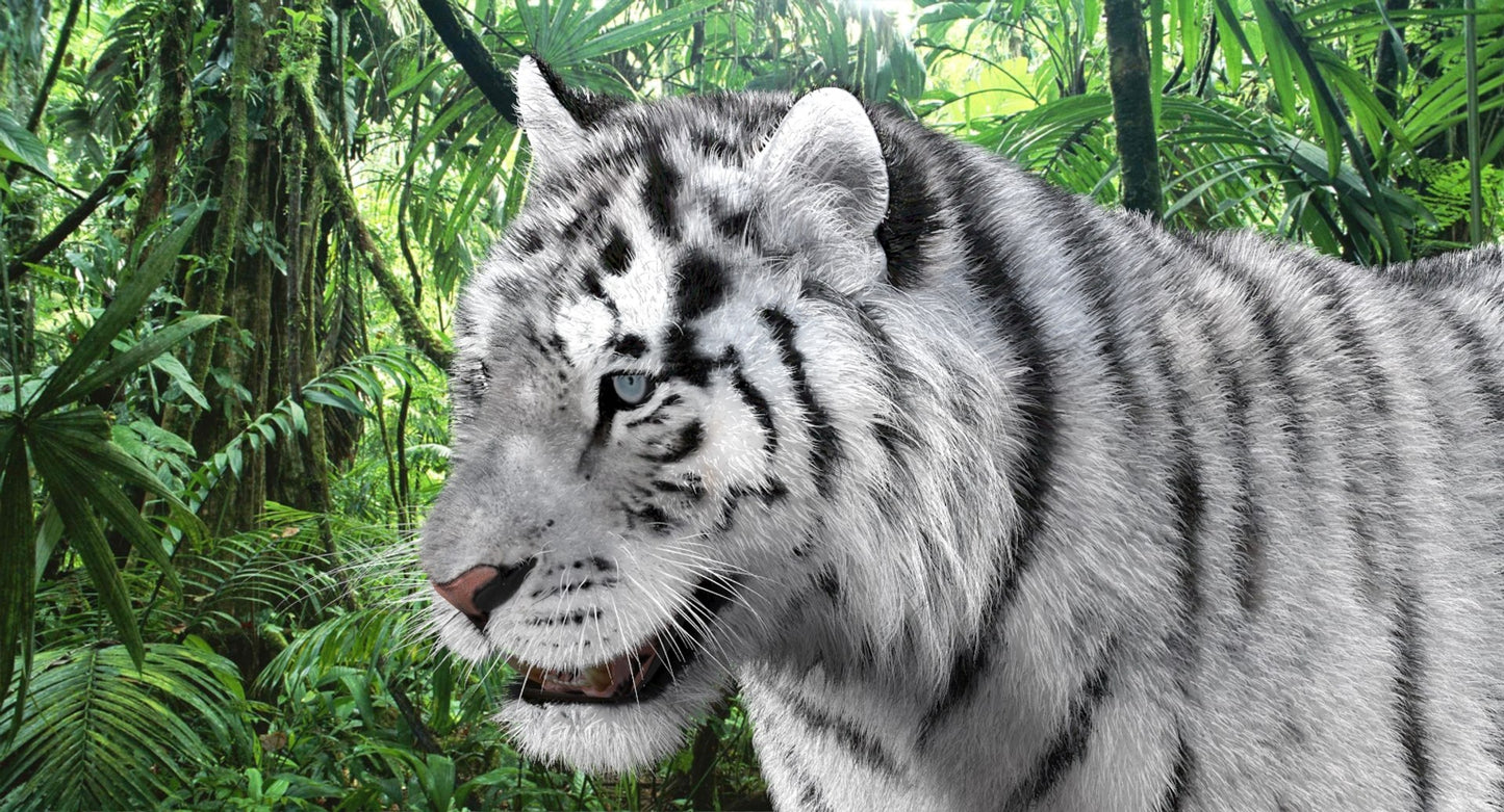 Tiger Amur Fur Two Color 3D Model
