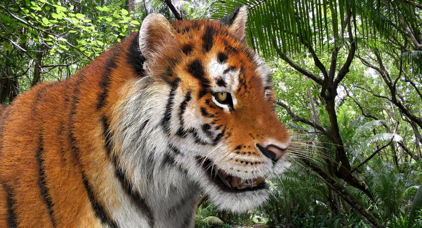Tiger Amur Fur Two Color 3D Model