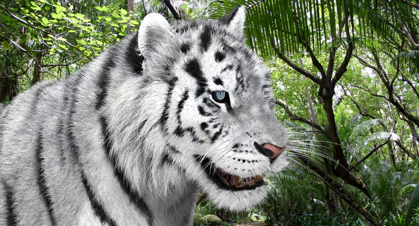 Tiger Amur Fur Two Color 3D Model