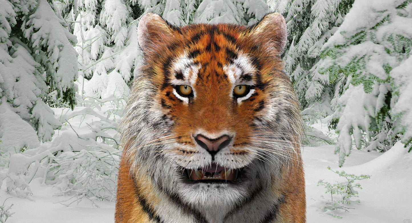 Tiger Amur Fur Two Color 3D Model