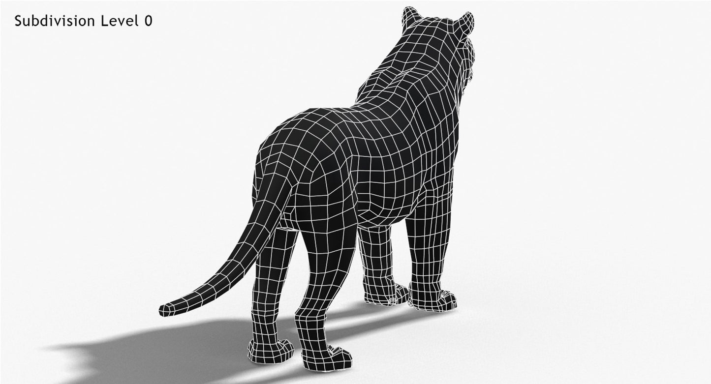 Tiger Amur Fur Two Color 3D Model