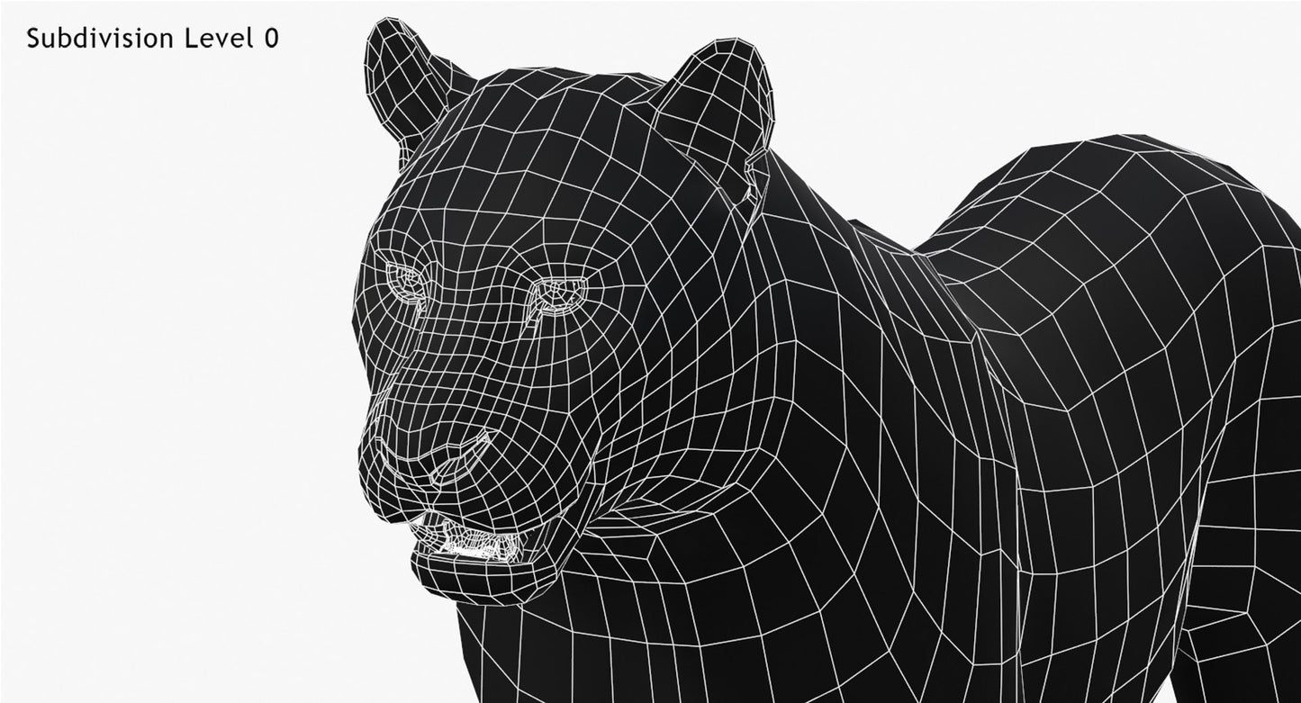 Tiger Amur Fur Two Color 3D Model