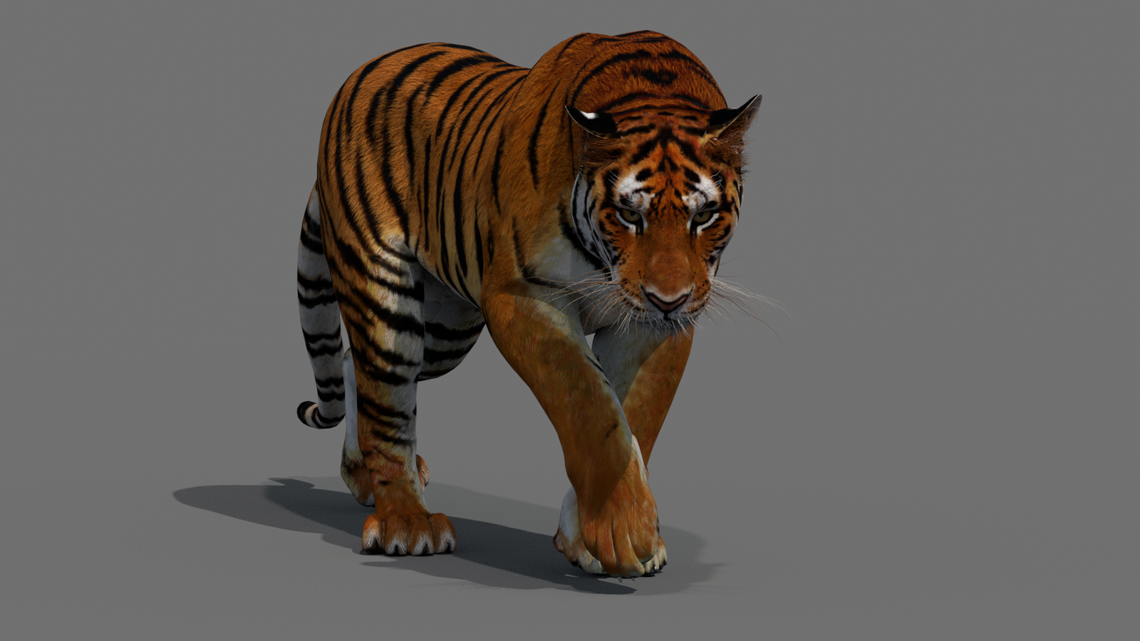 Tiger 3D Model Animated 360° view 2 frame 4