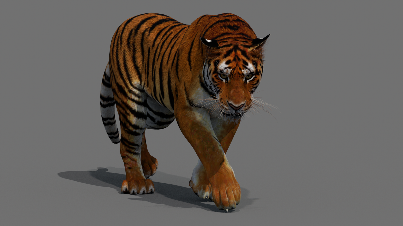 Tiger 3D Model Animated 360° view 2 frame 7