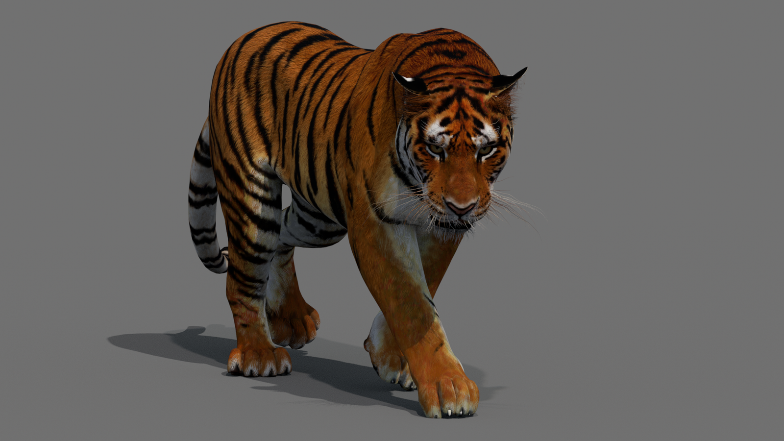 Tiger 3D Model Animated 360° view 2 frame 9