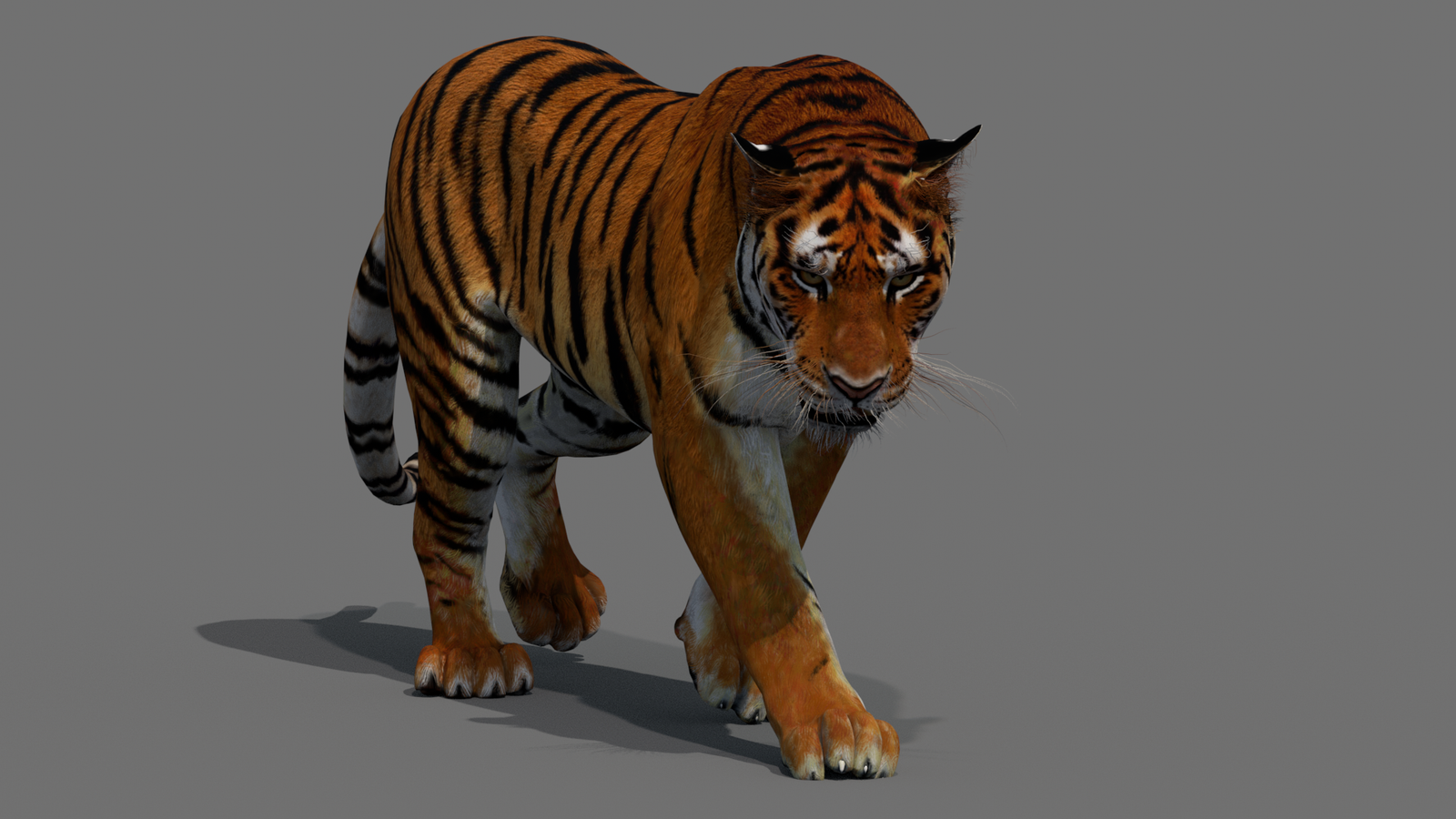Tiger 3D Model Animated 360° view 2 frame 10