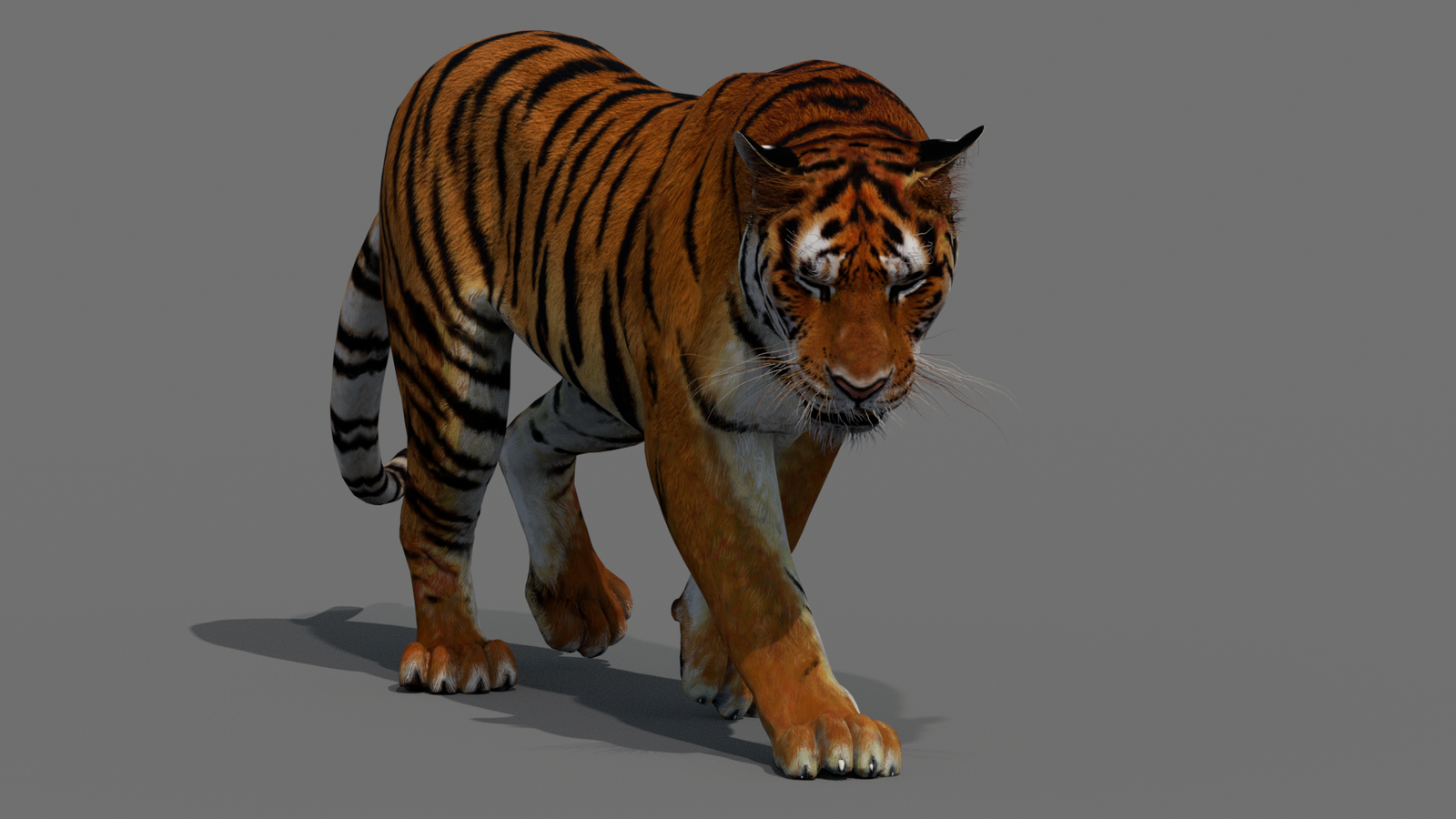 Tiger 3D Model Animated 360° view 2 frame 12