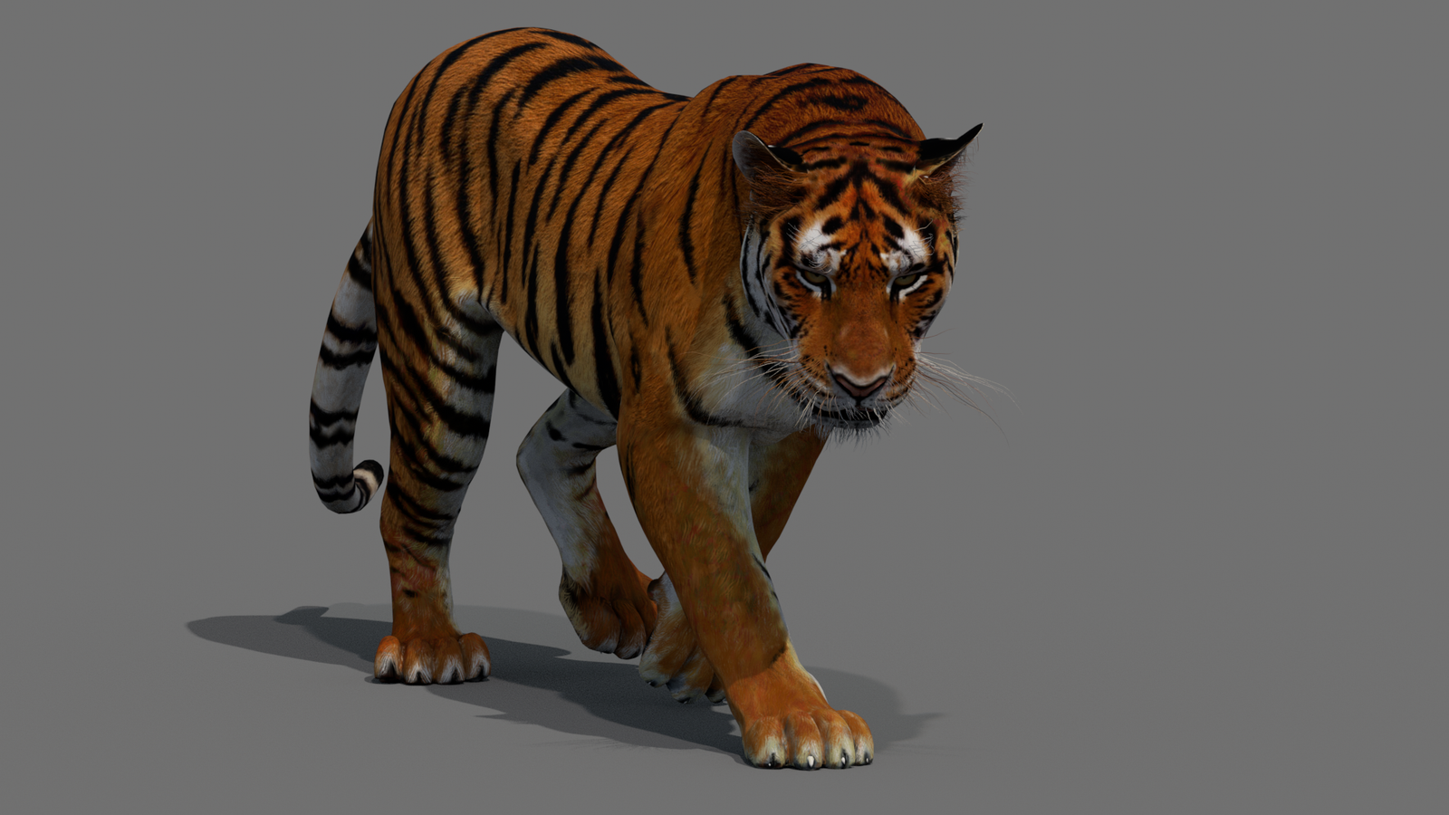 Tiger 3D Model Animated 360° view 2 frame 15